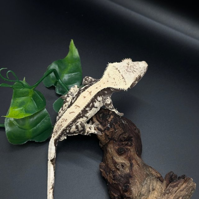 노멀 화이트스팟 화이트핀 풀핀