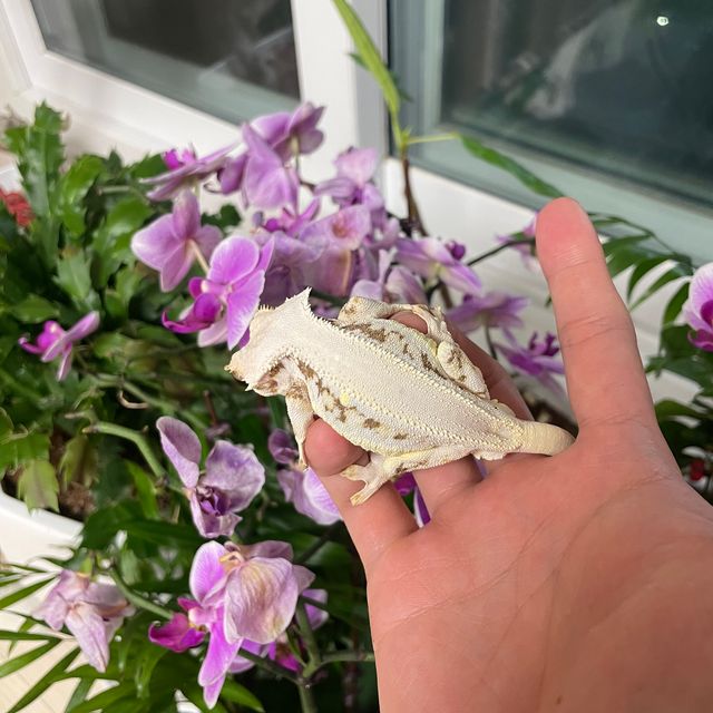 릴리화이트 솔리드백