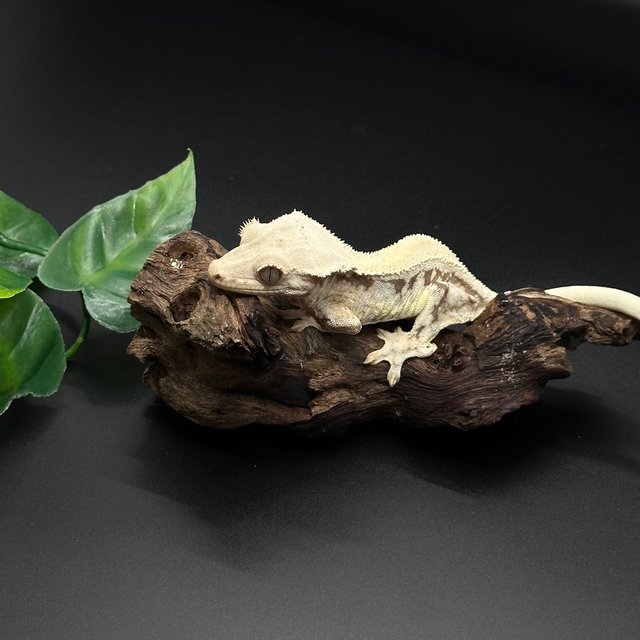 릴리화이트 솔리드백