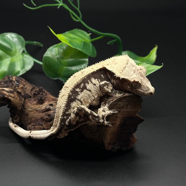 노멀 화이트스팟 화이트핀 풀핀