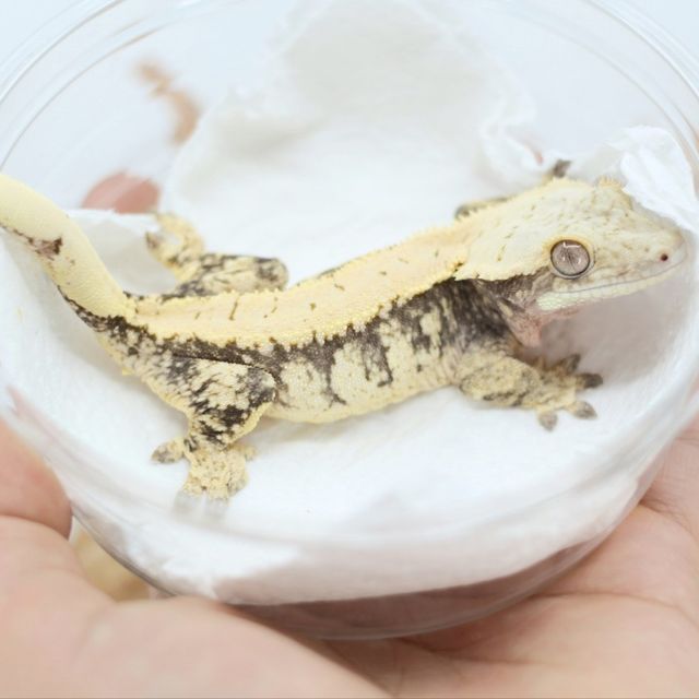 노멀 드리피 화이트스팟 화이트핀