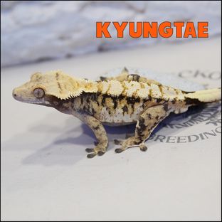 경태