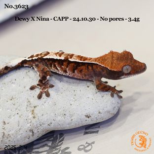 카푸치노 트라이