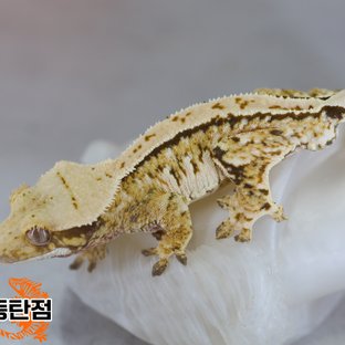 Normal Tri Extreme Harlequin White Spot Tangerine