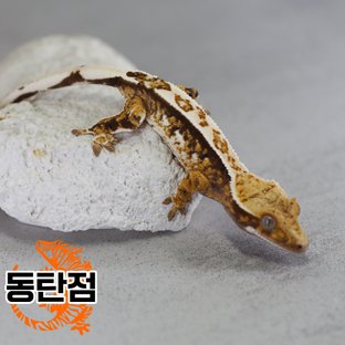 Normal Extreme Harlequin Pinstripe Tri Tangerine