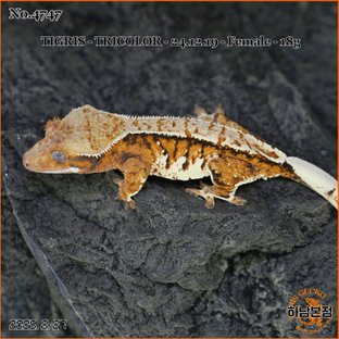 Tri Tangerine Extreme Harlequin