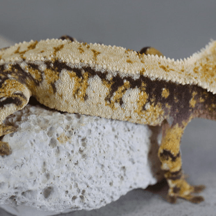 노멀 트라이 화이트포트홀 익스트림할리퀸 텐저린