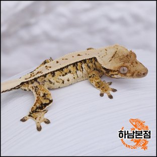 Tri Extreme Harlequin White Spot