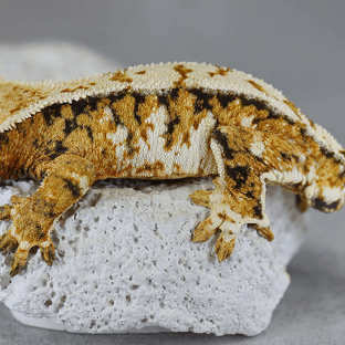 노멀 트라이 익스트림할리퀸 화이트핀 텐저린