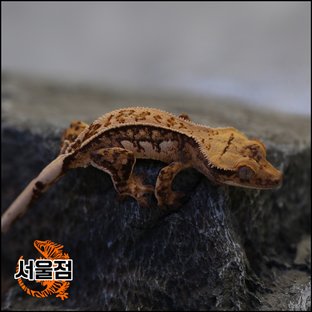 트라이 익스트림할리퀸 핀스트라이프