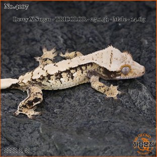 Tri Extreme Harlequin