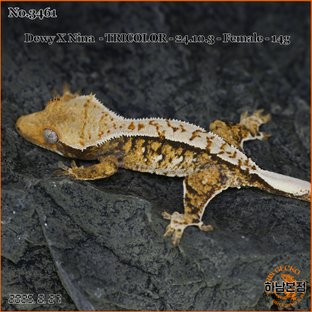 Tri Extreme Harlequin