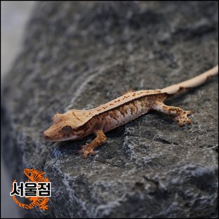 트라이 익스트림할리퀸