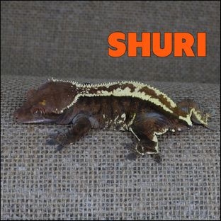 슈리
