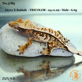 트라이 화이트스팟