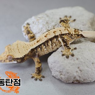 Normal Tri Extreme Harlequin White Spot Tangerine