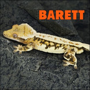 바렛