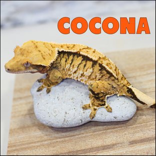 코코나