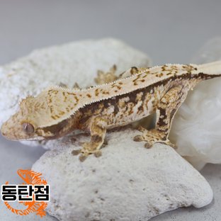 Normal Tri Extreme Harlequin White Spot Tangerine