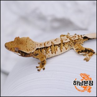 Tri Extreme Harlequin White Spot