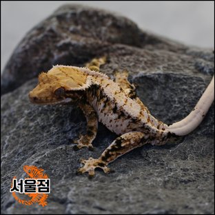 트라이 익스트림할리퀸