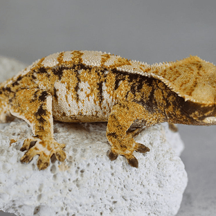 트라이 텐저린 익스트림할리퀸 노멀 화이트포트홀