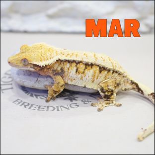 마르