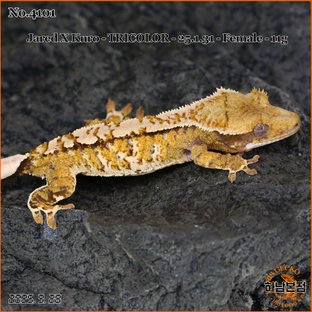 Tri Extreme Harlequin