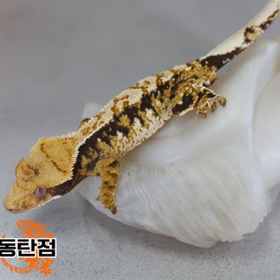 Normal Tri Extreme Harlequin Tangerine