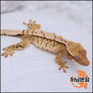 Tri Extreme Harlequin White Spot White Crown