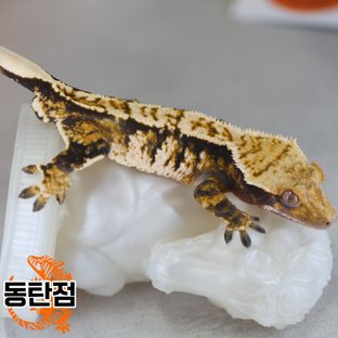 Normal Tri Extreme Harlequin Tangerine