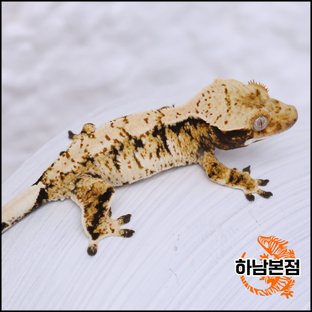 Tri Extreme Harlequin White Spot Drippy