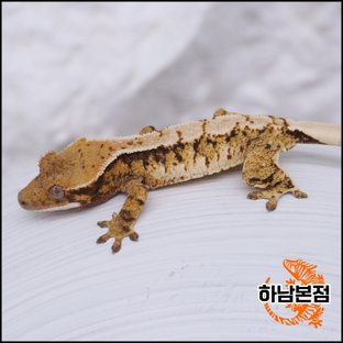 Tri Extreme Harlequin White Spot