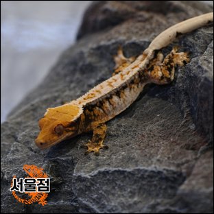 트라이 익스트림할리퀸 핀스트라이프