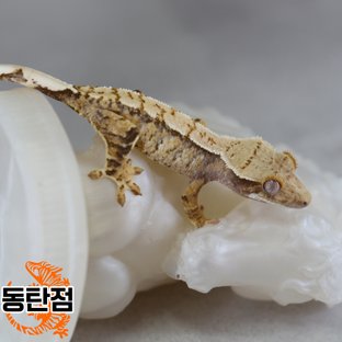 노멀 트라이 익스트림할리퀸 텐저린 화이트스팟