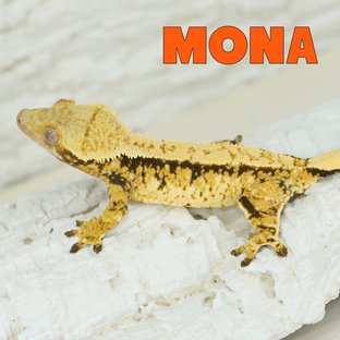모나