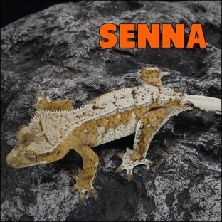 센나