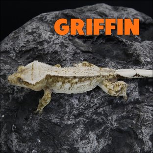 그리핀
