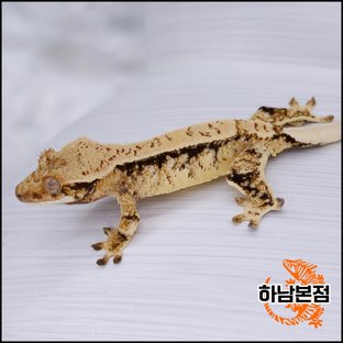 Tri Extreme Harlequin Drippy White Spot