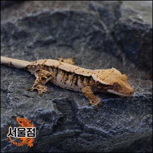 트라이 익스트림할리퀸