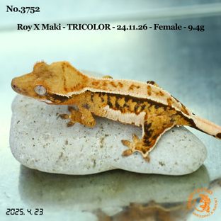 핀스트라이프 트라이 익스트림할리퀸 텐저린