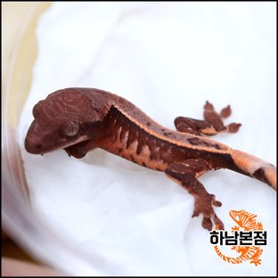 테라곤x미콘