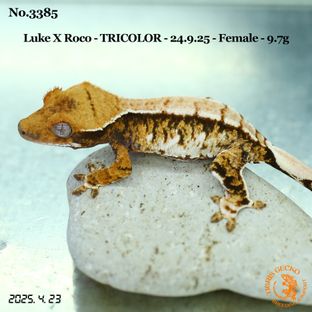 트라이 익스트림할리퀸 화이트스팟
