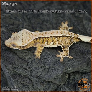 Tri Extreme Harlequin