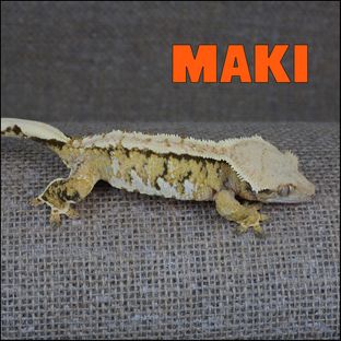 마키