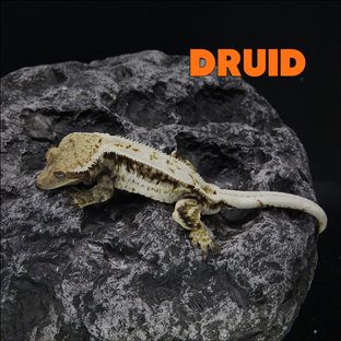 드루이드