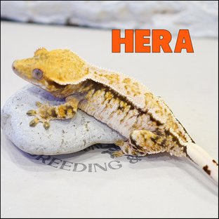 헤라