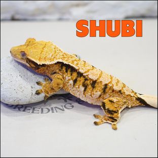 슈비