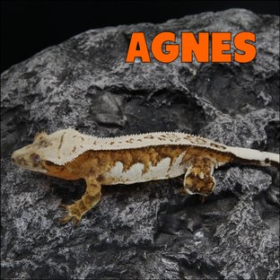 아그네스