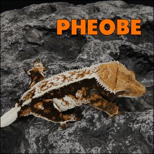 피비